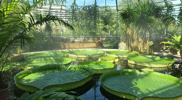 乌普萨拉植物园