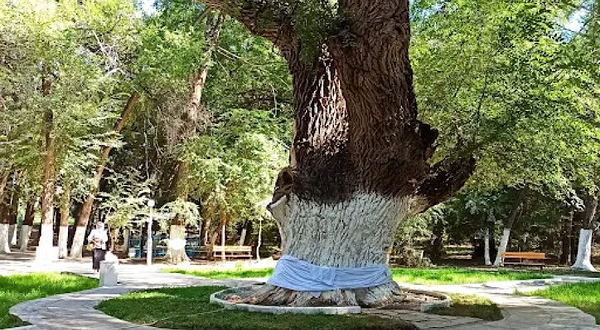 Auliye Agash, 700 Letneye Derevo