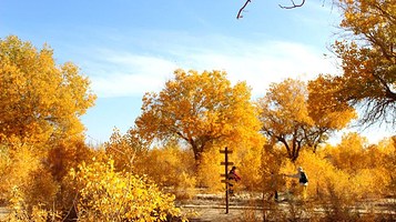 敦煌醉美胡杨林