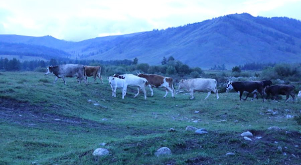 Markakol'skiy Zapovednik