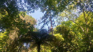 Treetops Adventure Belgrave