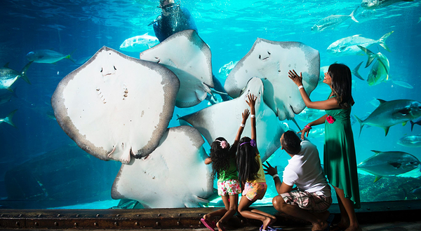 德班乌沙卡水底世界水族馆