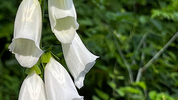 Nisqually State Park Trailhead
