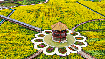 冷杉小密花海影视基地