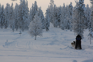 哈士奇雪橇之旅