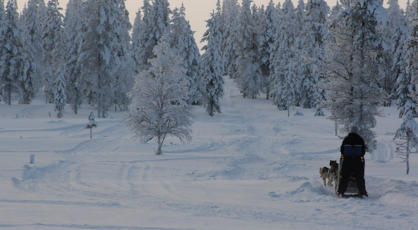 哈士奇雪橇之旅