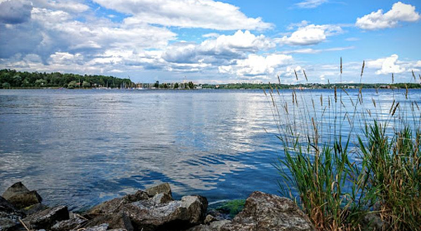 Djurgårdens bokskog