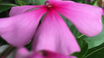 南开大学-小广场(卫津路)