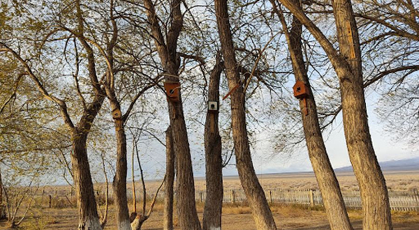 Shygan post and lodge