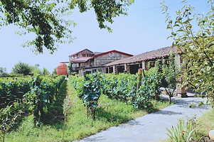 Museum of Qvevri and Qvevri Wine