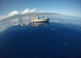 水底鲨鱼观光活动