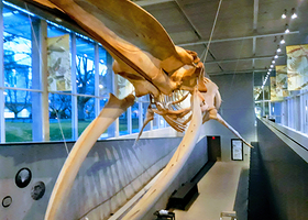 贝蒂生物多样性博物馆