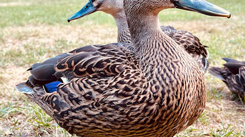 Troup Picnic Lawn, Otari-Wilton's Bush Reserve