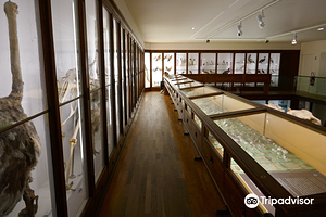 南特自然历史博物馆