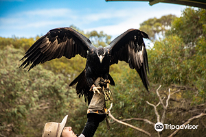 猛禽中心飞禽猎鸟秀
