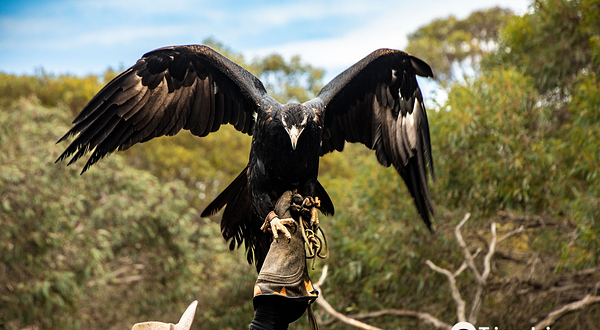 猛禽中心飞禽猎鸟秀