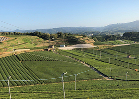 八女中央大茶园