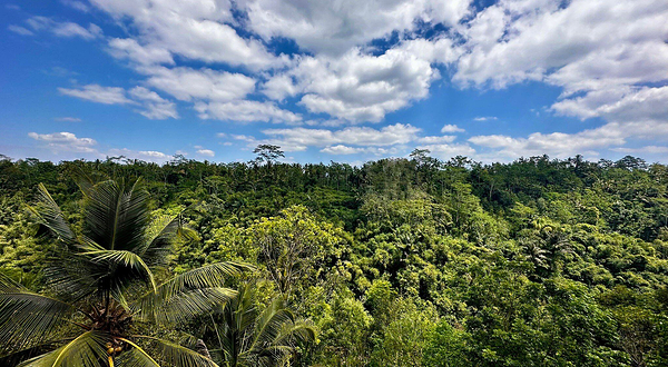 Segara Windhu Coffee Plantation