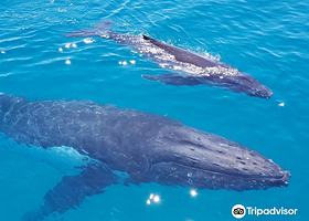 Brisbane Whale Watching