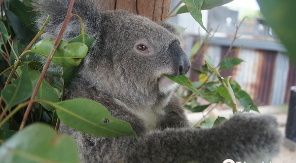 猎人谷野生动物园