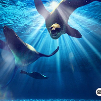 迪拜亚特兰蒂斯海狮角