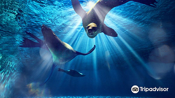 迪拜亚特兰蒂斯海狮角