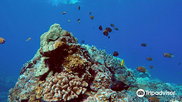 夏威夷大洋漂流