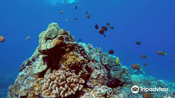 夏威夷大洋漂流