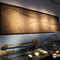 国立自然历史博物馆