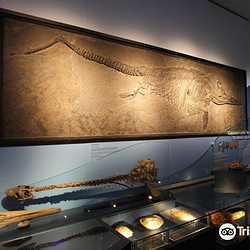 国立自然历史博物馆