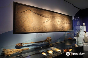 国立自然历史博物馆