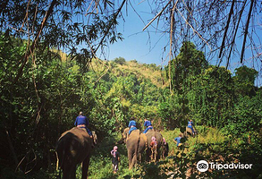 Elephants' Home & Nature