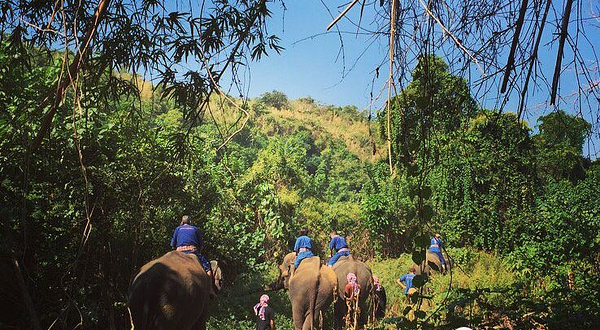 Elephants' Home & Nature
