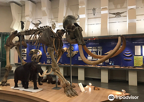 猛犸博物馆