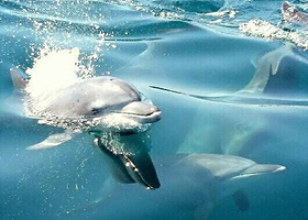 天草观光海豚游船