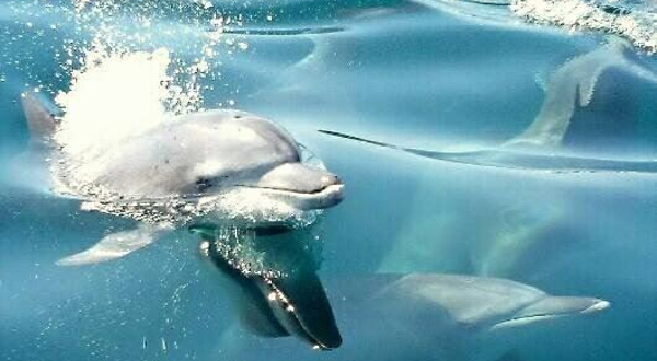 天草观光海豚游船