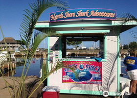 水底鲨鱼观光活动