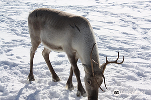Kopara Reindeer Park