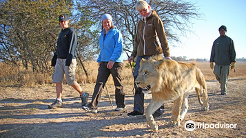 维多利亚瀑布与狮子同行