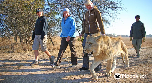 维多利亚瀑布与狮子同行