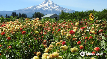 Draper Girls Country Farm