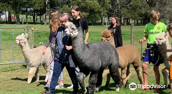 Cornerstone Alpaca 羊驼牧场