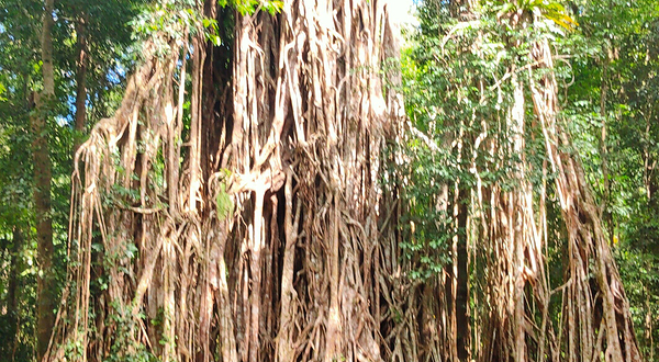 Cathedral Fig Tree