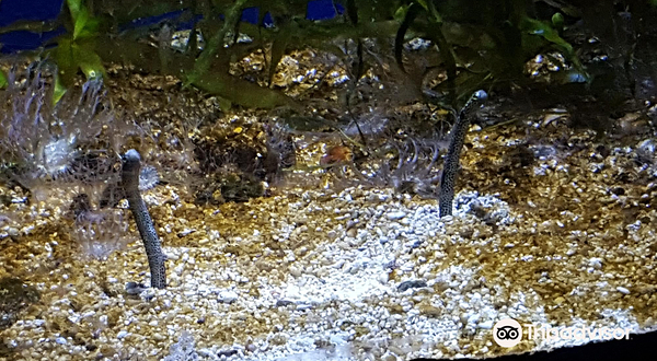 昂内维尔水族馆