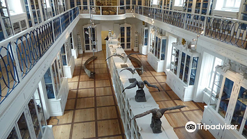 班贝格大学自然历史博物馆