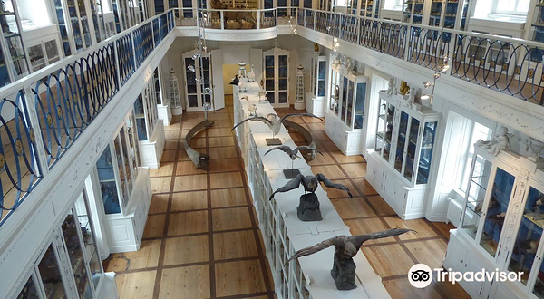 班贝格大学自然历史博物馆