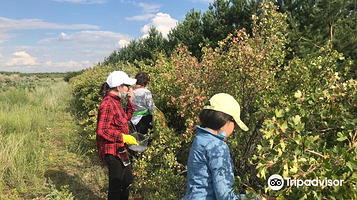 The Green belt of Nur–Sultan