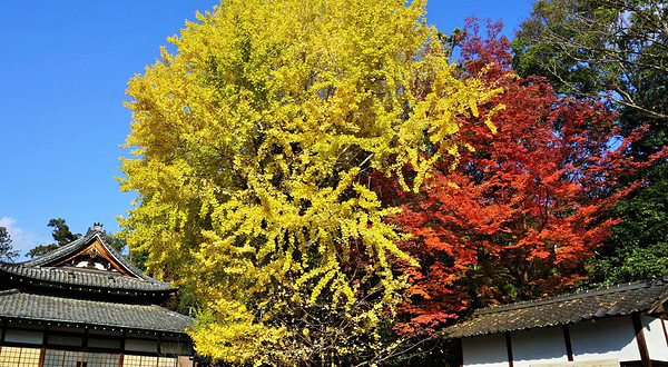 Honganji Temple Okazaki Betsuin