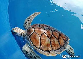 Port Dickson Ornamental Fish Center