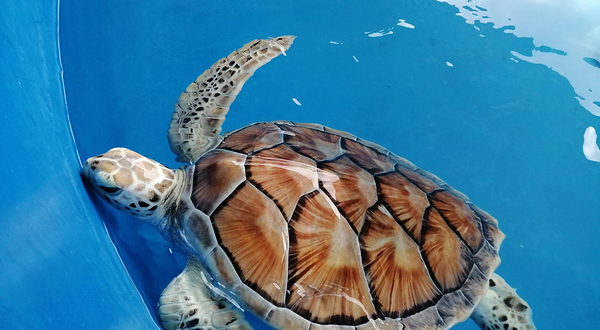 Port Dickson Ornamental Fish Center